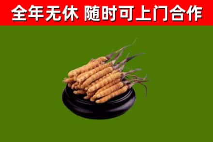 丹凤县回收冬虫夏草
